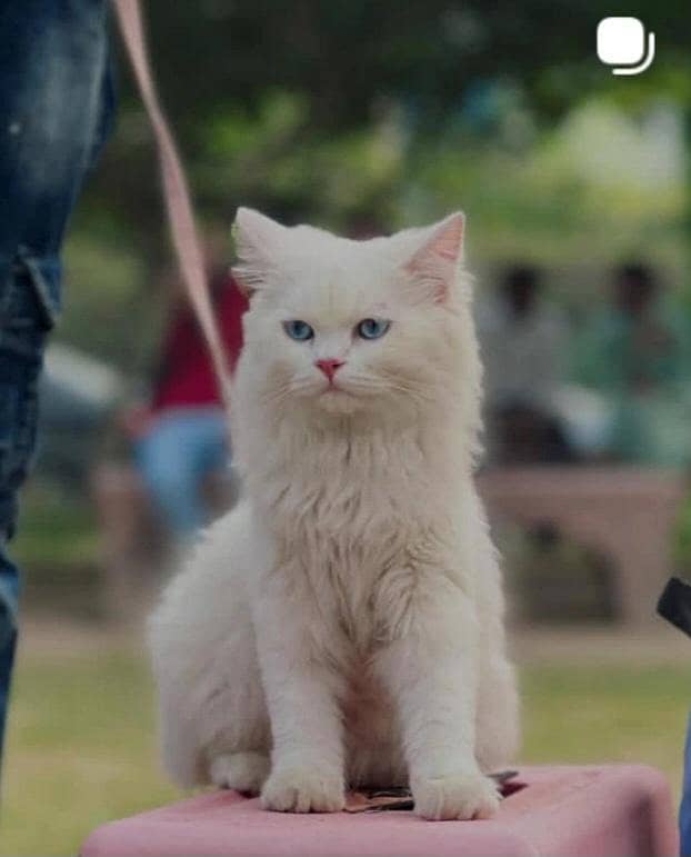missing cat 0