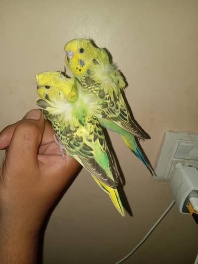 Undersize HOGOROMO pair. friendly Dubble flower