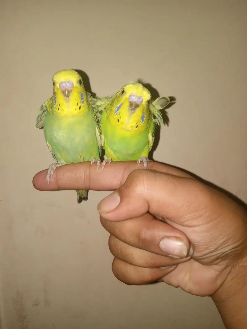 Undersize HOGOROMO pair. friendly Dubble flower — photo 2