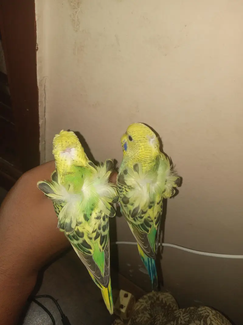 Undersize HOGOROMO pair. friendly Dubble flower — photo 3