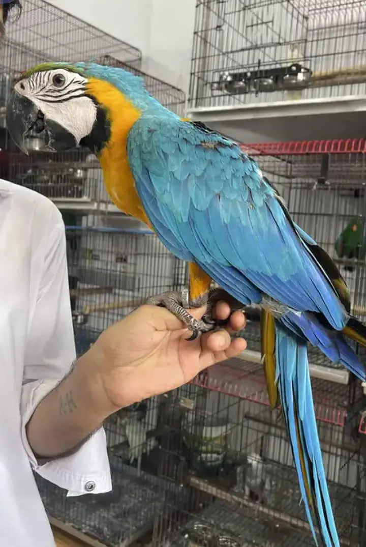blue macaw parrot chicks for sale (03120454618) — photo 2