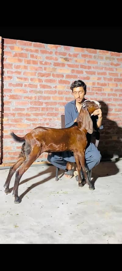 pure Amritsari nagra bacha