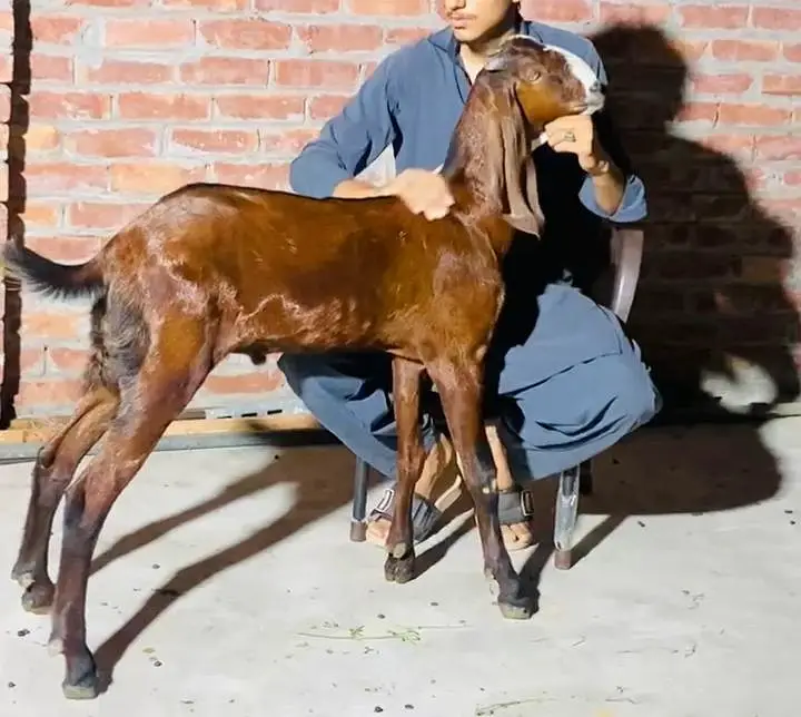 pure Amritsari nagra bacha — photo 4