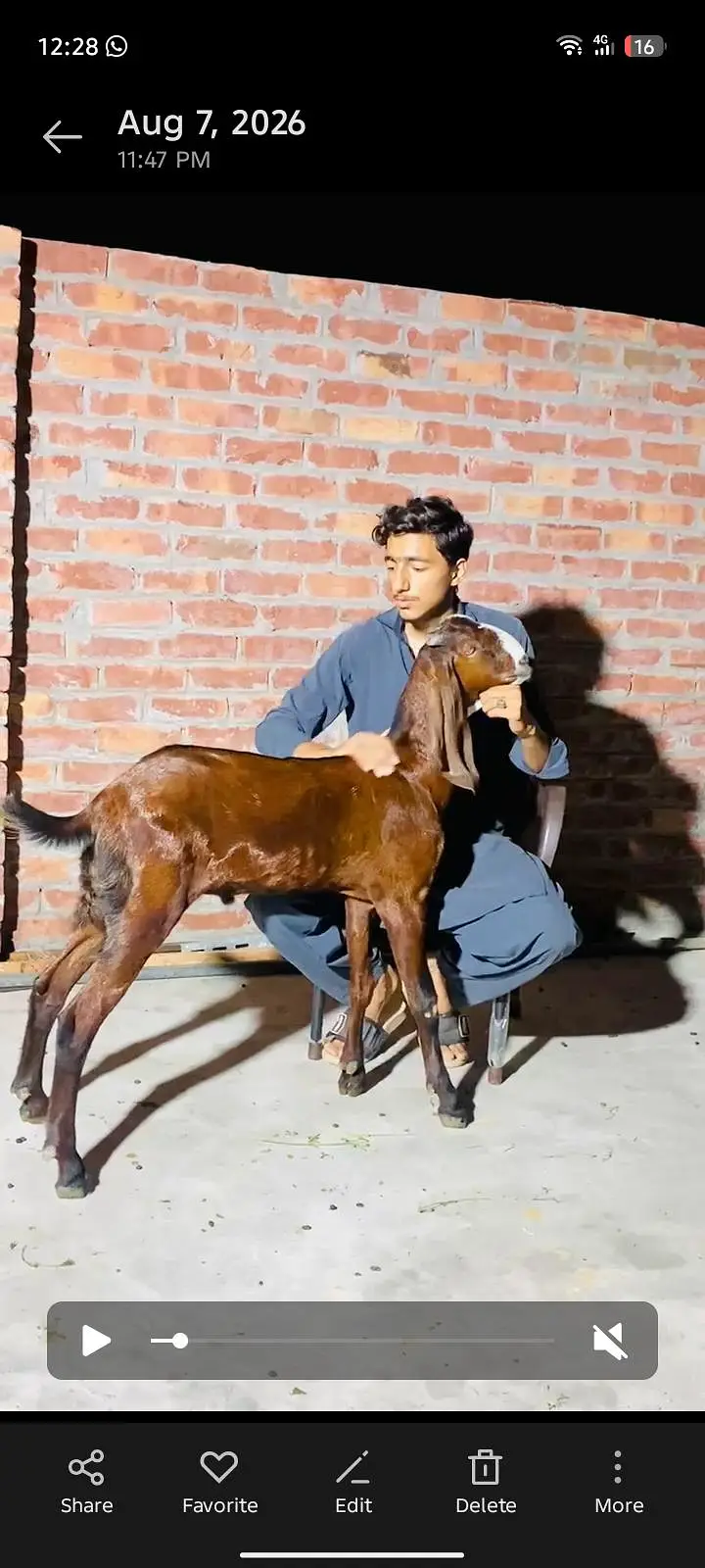 pure Amritsari nagra bacha — photo 5
