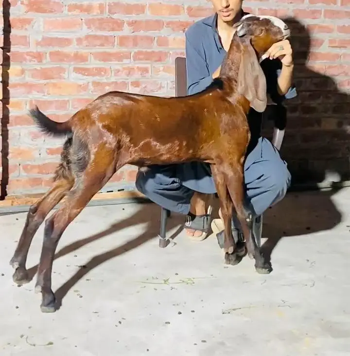 pure Amritsari nagra bacha — photo 6