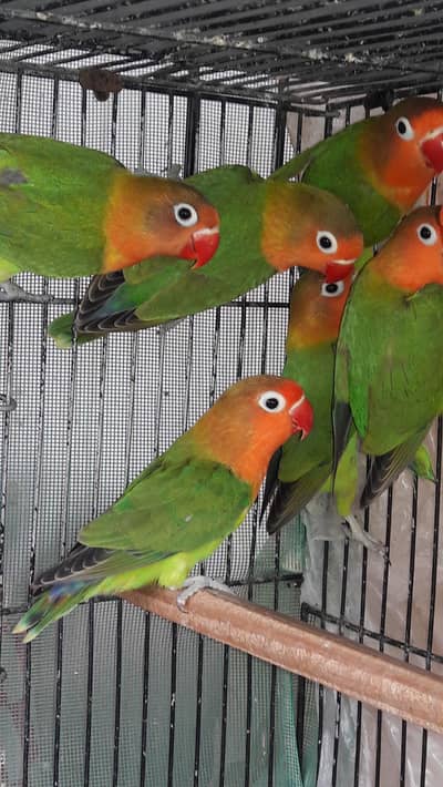 Mix variety Lovebirds