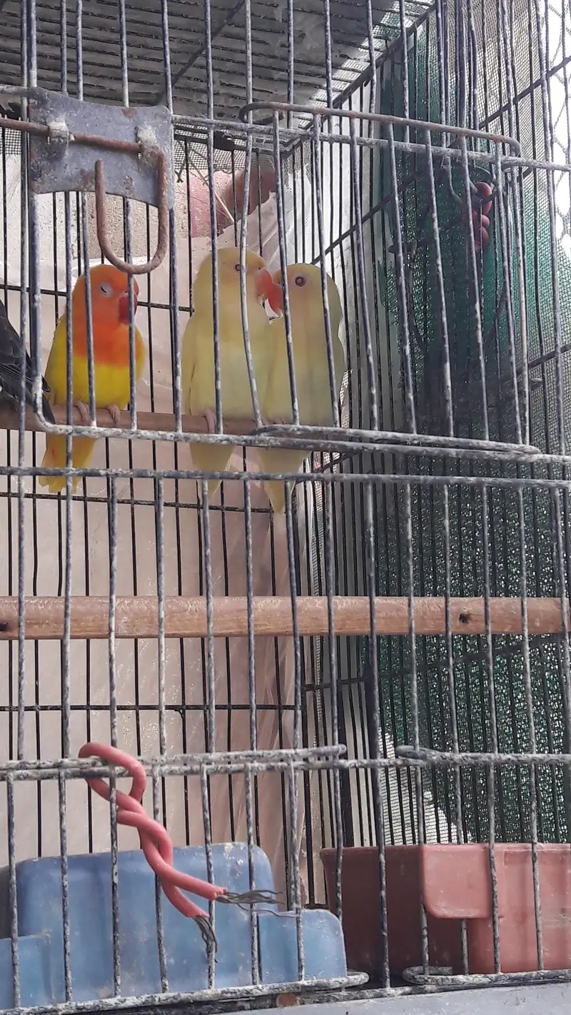 Mix variety Lovebirds — photo 2