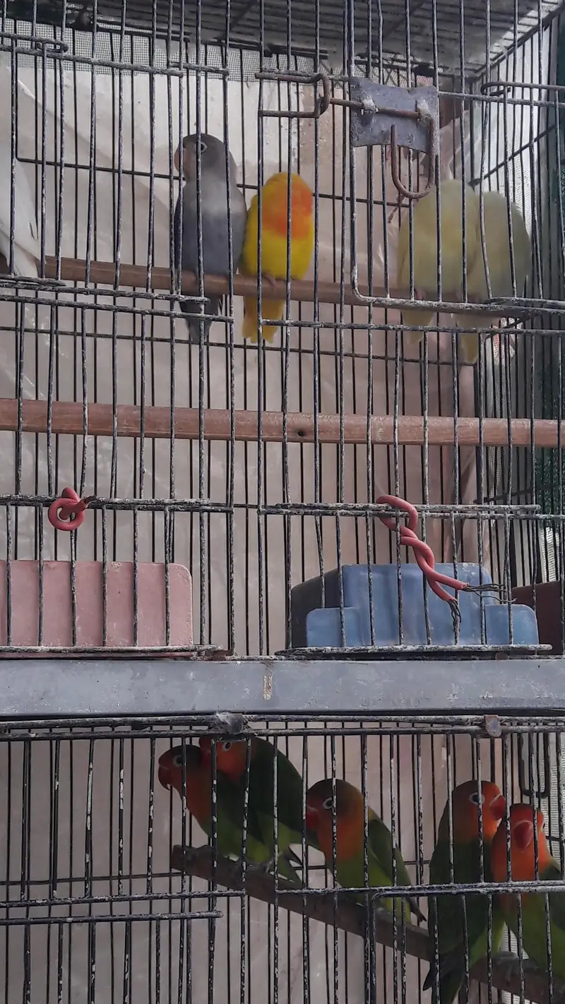 Mix variety Lovebirds — photo 3