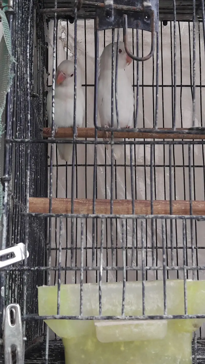 Mix variety Lovebirds — photo 4