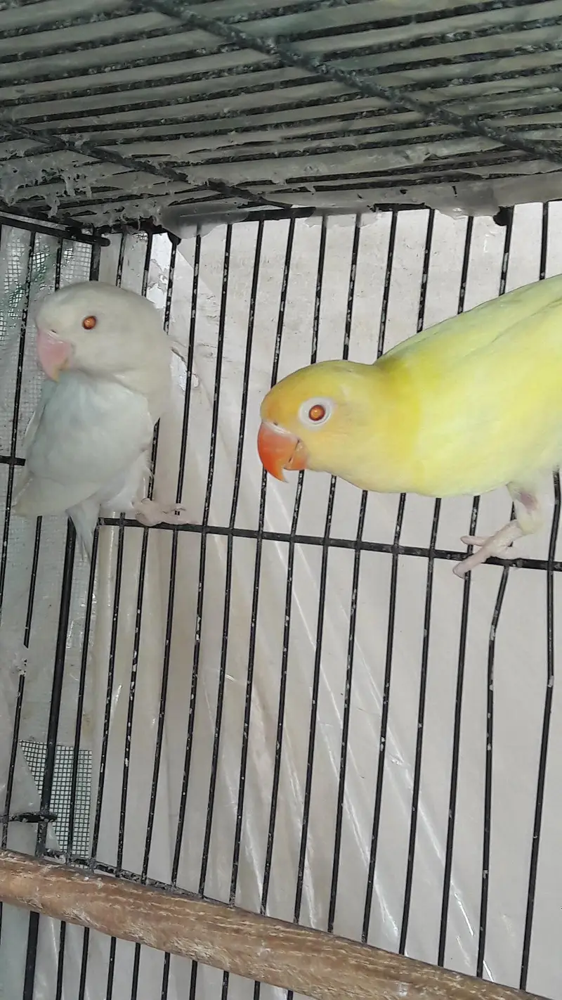 Mix variety Lovebirds — photo 5
