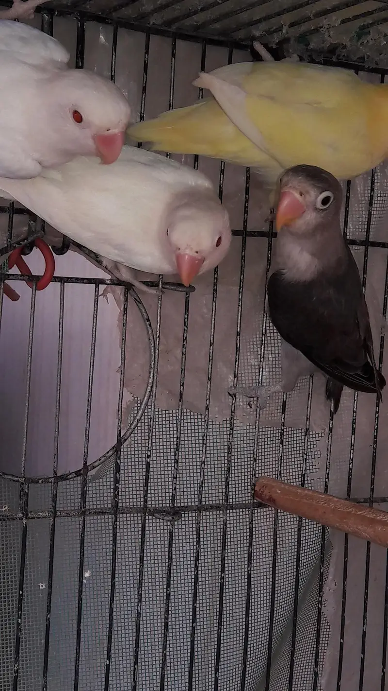 Mix variety Lovebirds — photo 6
