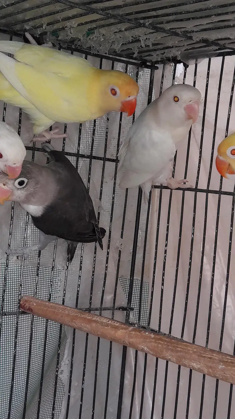 Mix variety Lovebirds — photo 7