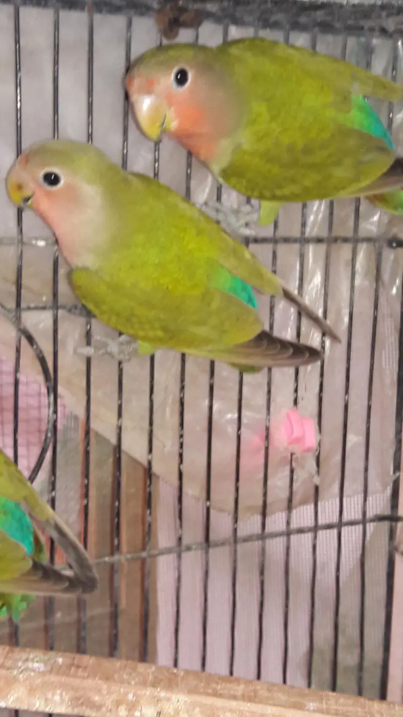 Mix variety Lovebirds — photo 8