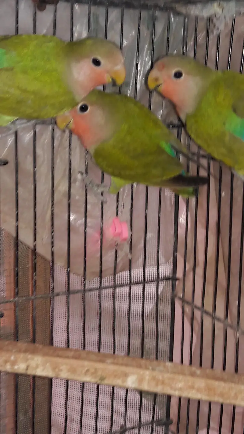 Mix variety Lovebirds — photo 9
