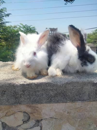 angura bunny for sale