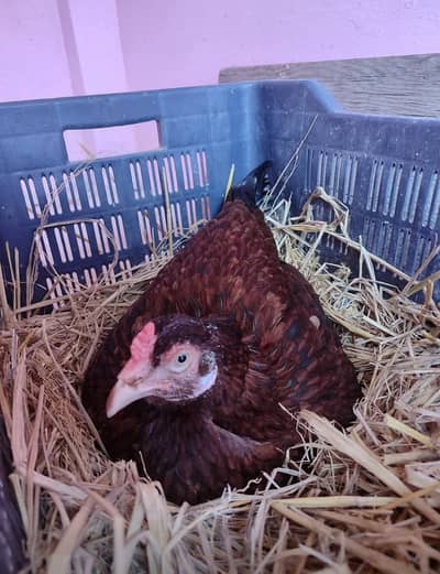 kurak hen for sale 03057934217 cntct this nmb