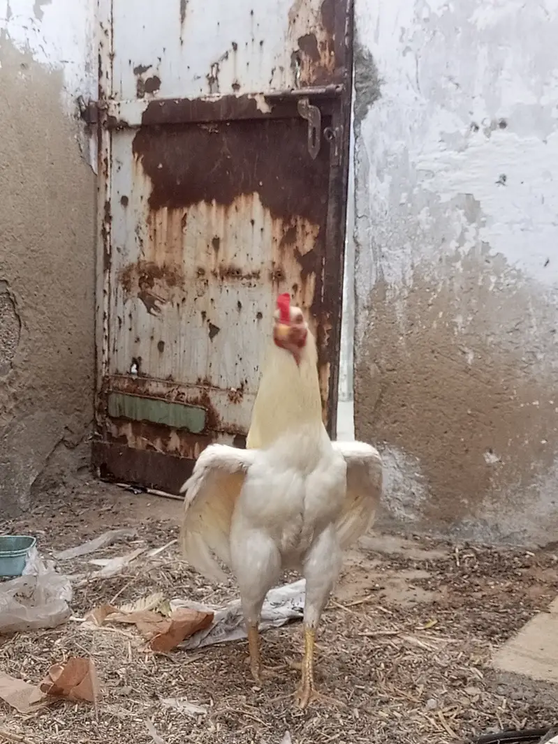 Aseel heera bhoska — photo 5