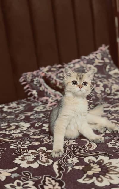 Ny11 British Short Hair Female Available