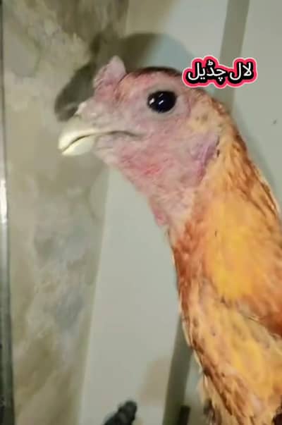 dragon parrot face |egg| hen |