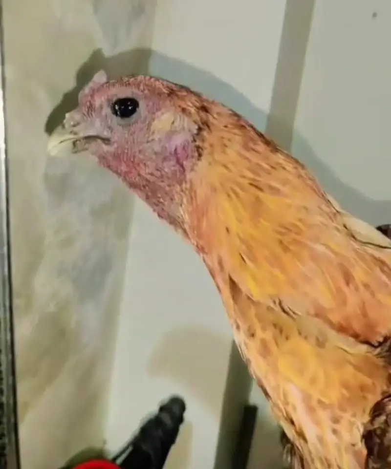 dragon parrot face |egg| hen | — photo 2