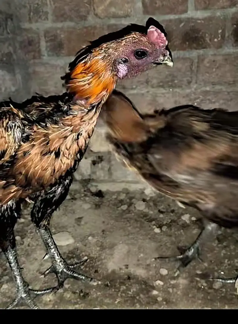 dragon parrot face |egg| hen | — photo 4