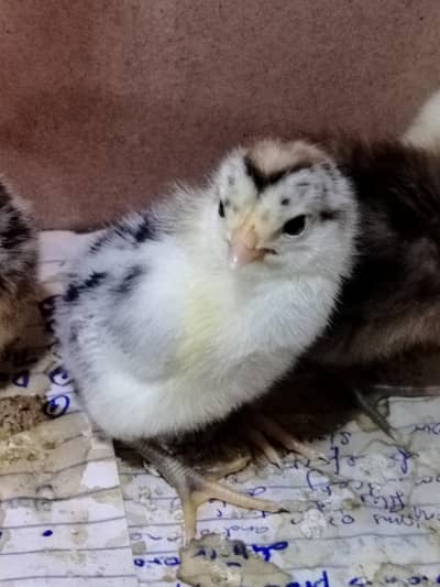 ​Healthy Golden Missy Chicks