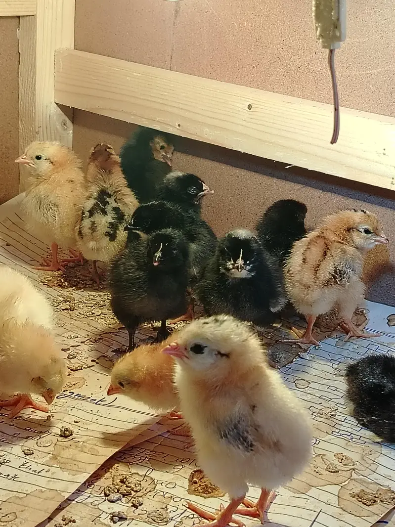 ​Healthy Golden Missy Chicks — photo 2
