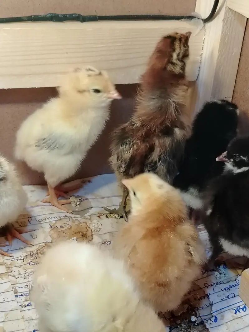 ​Healthy Golden Missy Chicks — photo 3