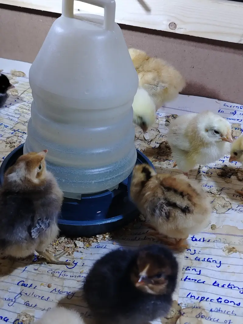 ​Healthy Golden Missy Chicks — photo 4
