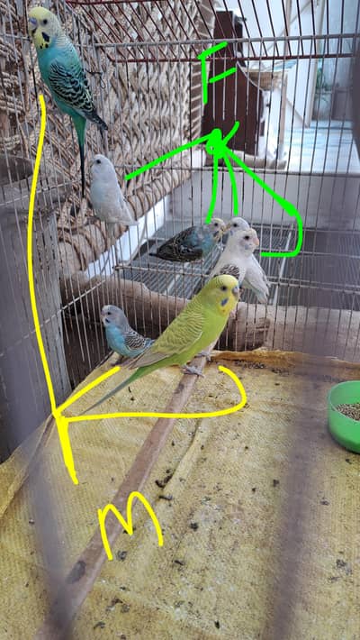 Budgie's 0332-9939958