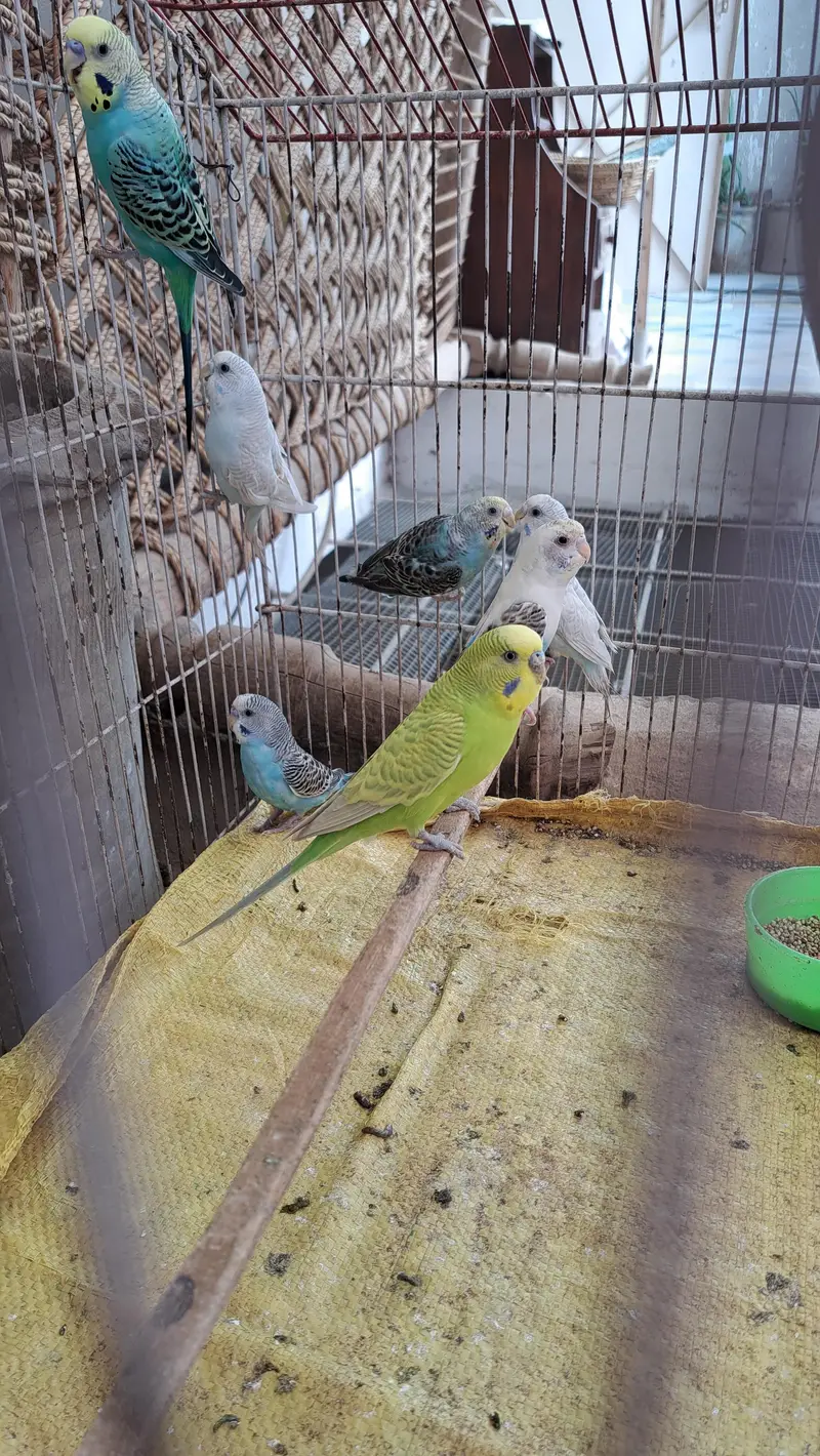 Budgie's 0332-9939958 — photo 2