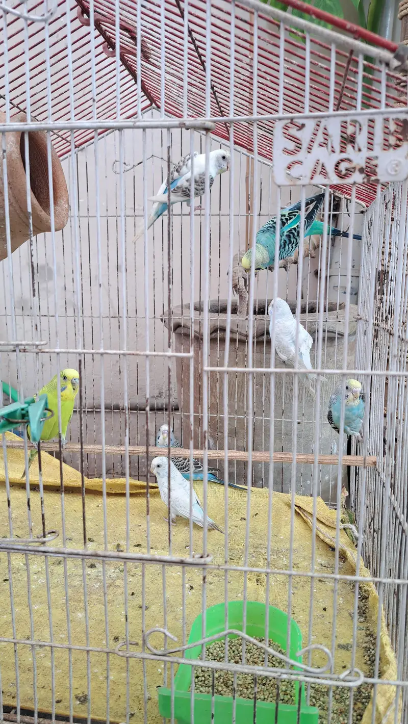 Budgie's 0332-9939958 — photo 3