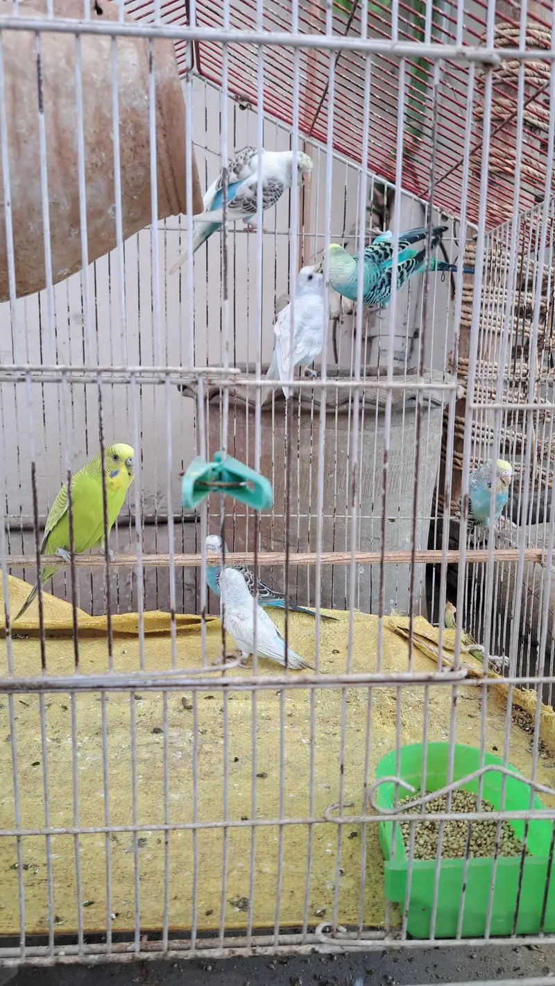Budgie's 0332-9939958 — photo 4