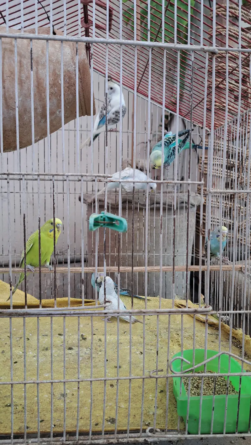 Budgie's 0332-9939958 — photo 5