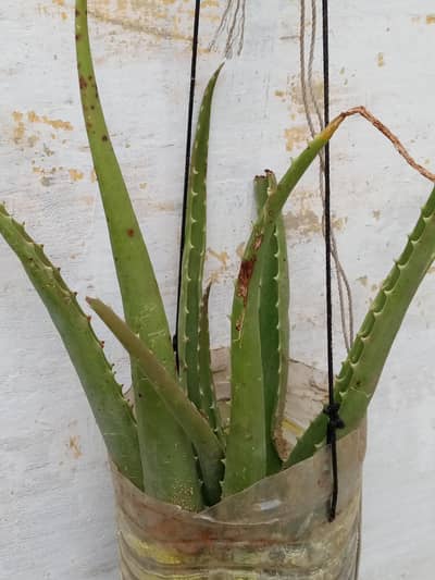 aloe vera plants