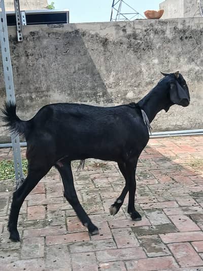 Gabban Goat // گببن بکری