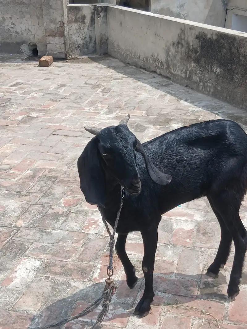 Gabban Goat // گببن بکری — photo 2