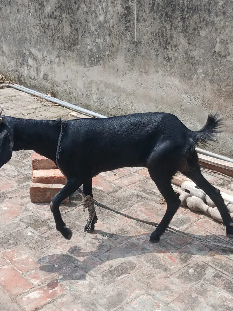 Gabban Goat // گببن بکری — photo 3