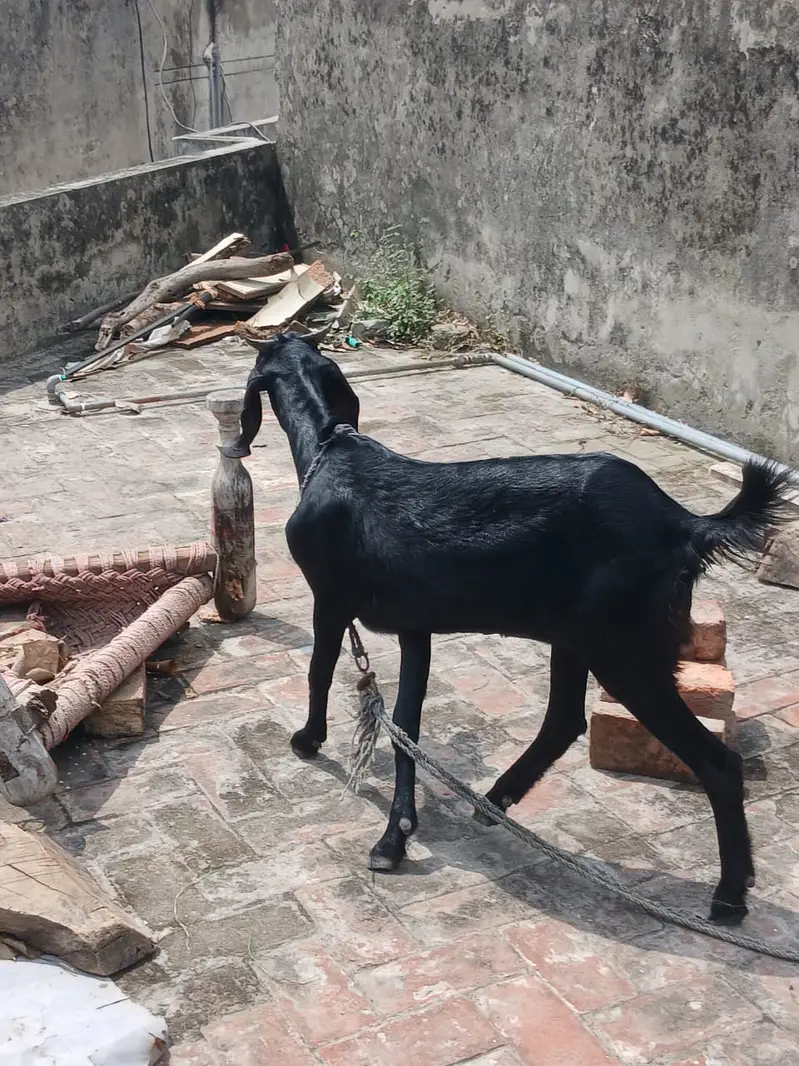 Gabban Goat // گببن بکری — photo 4