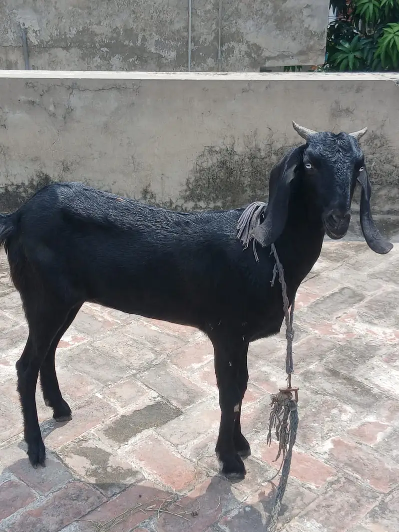 Gabban Goat // گببن بکری — photo 5