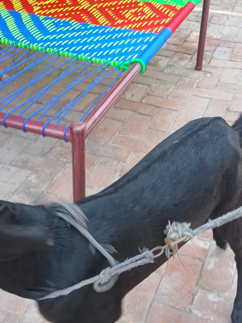 Gabban Goat // گببن بکری — photo 6