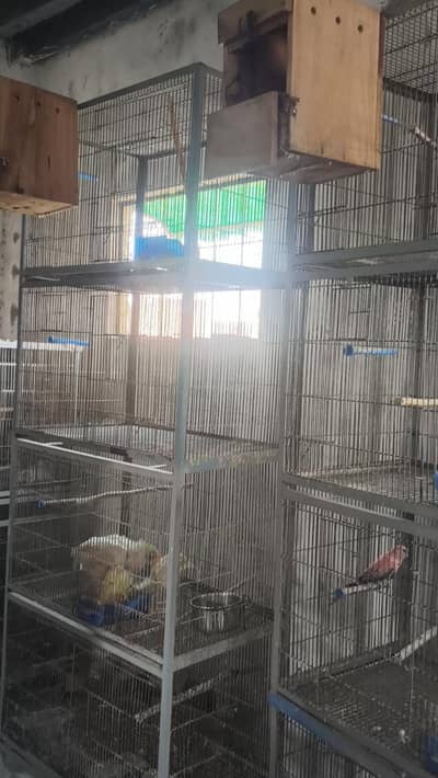 cocktail aur cages