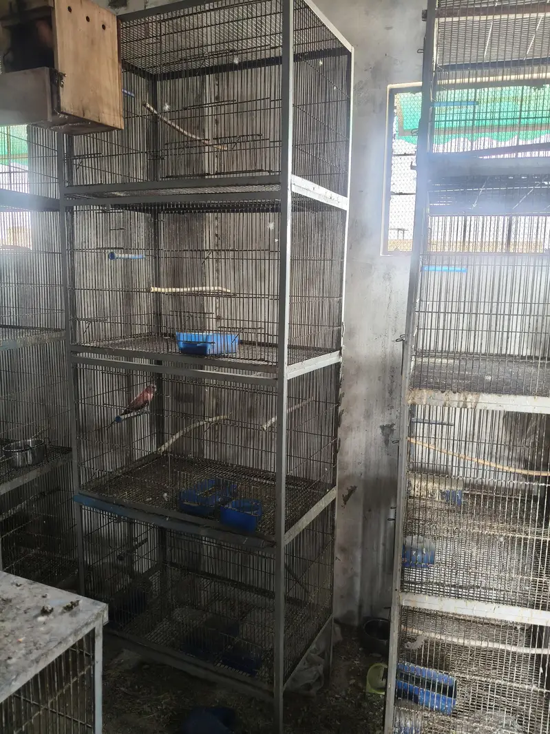 cocktail aur cages — photo 2