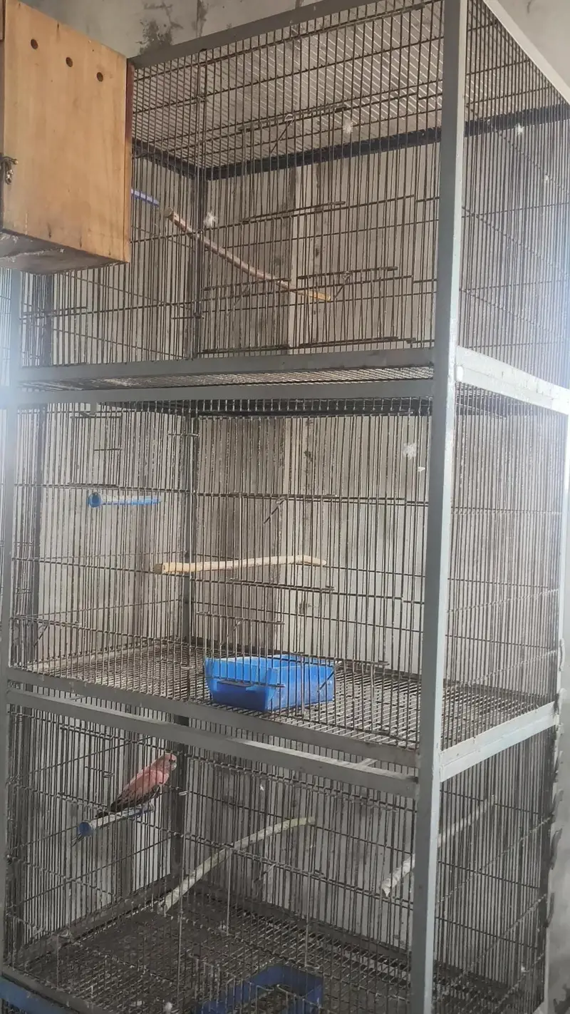 cocktail aur cages — photo 3