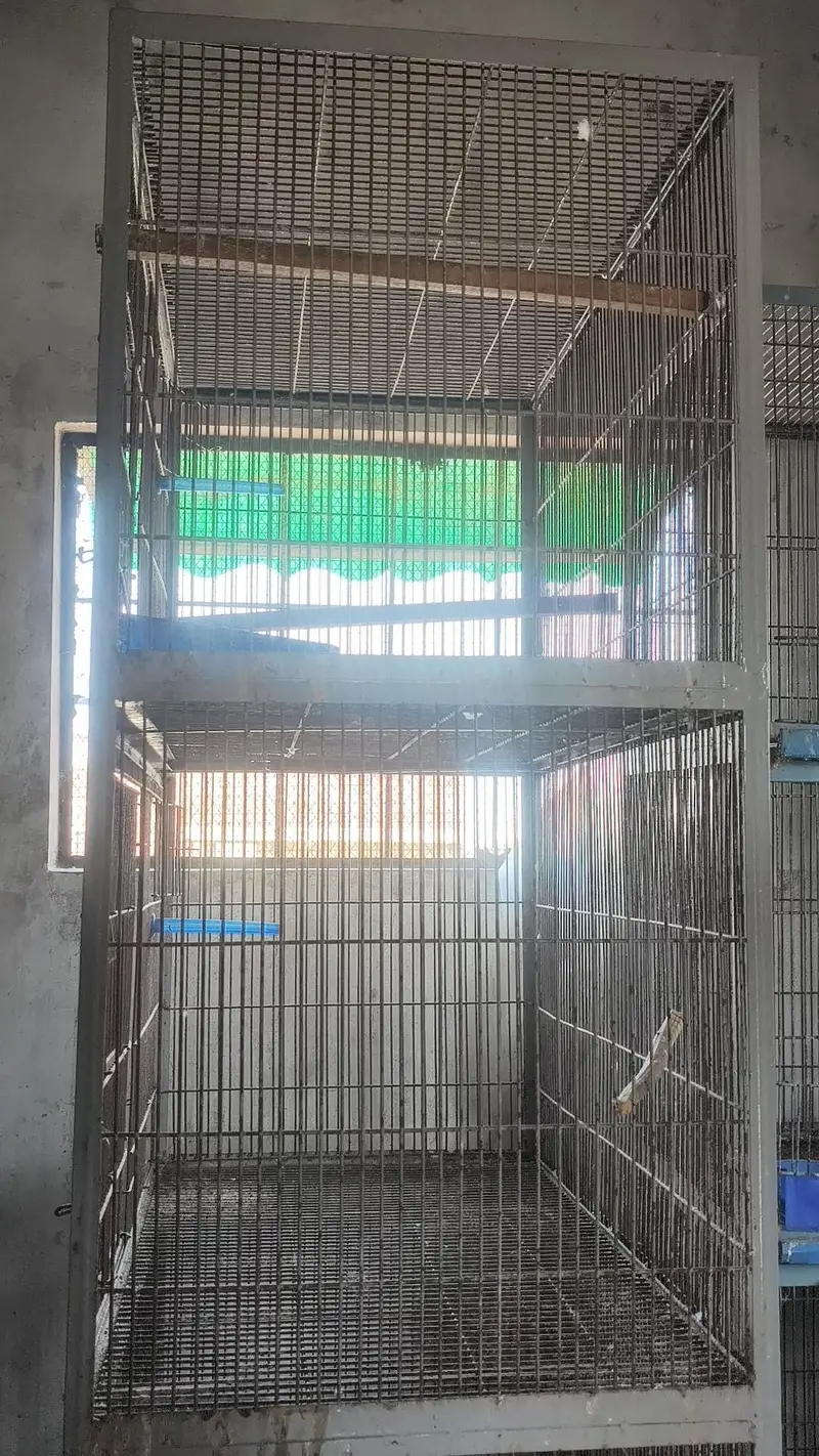 cocktail aur cages — photo 4