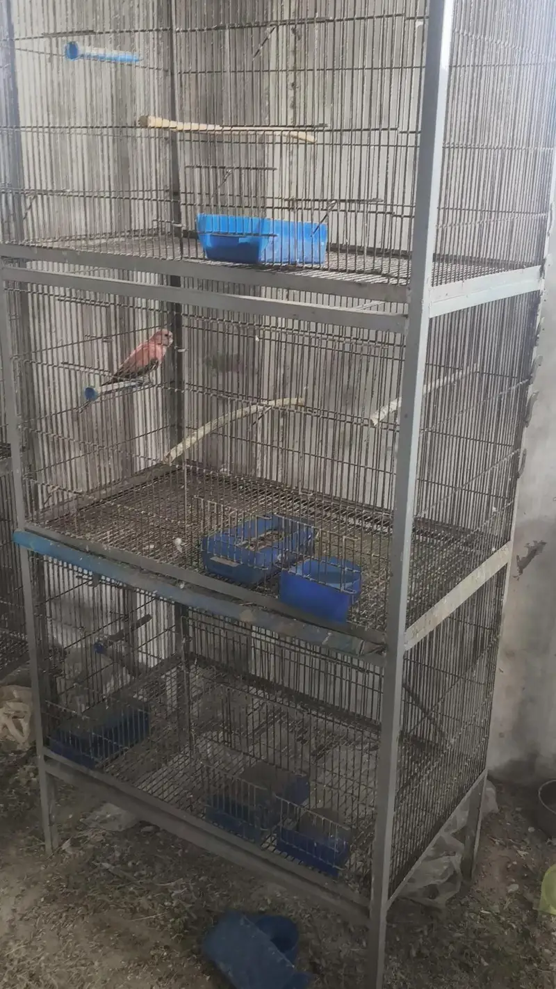 cocktail aur cages — photo 5