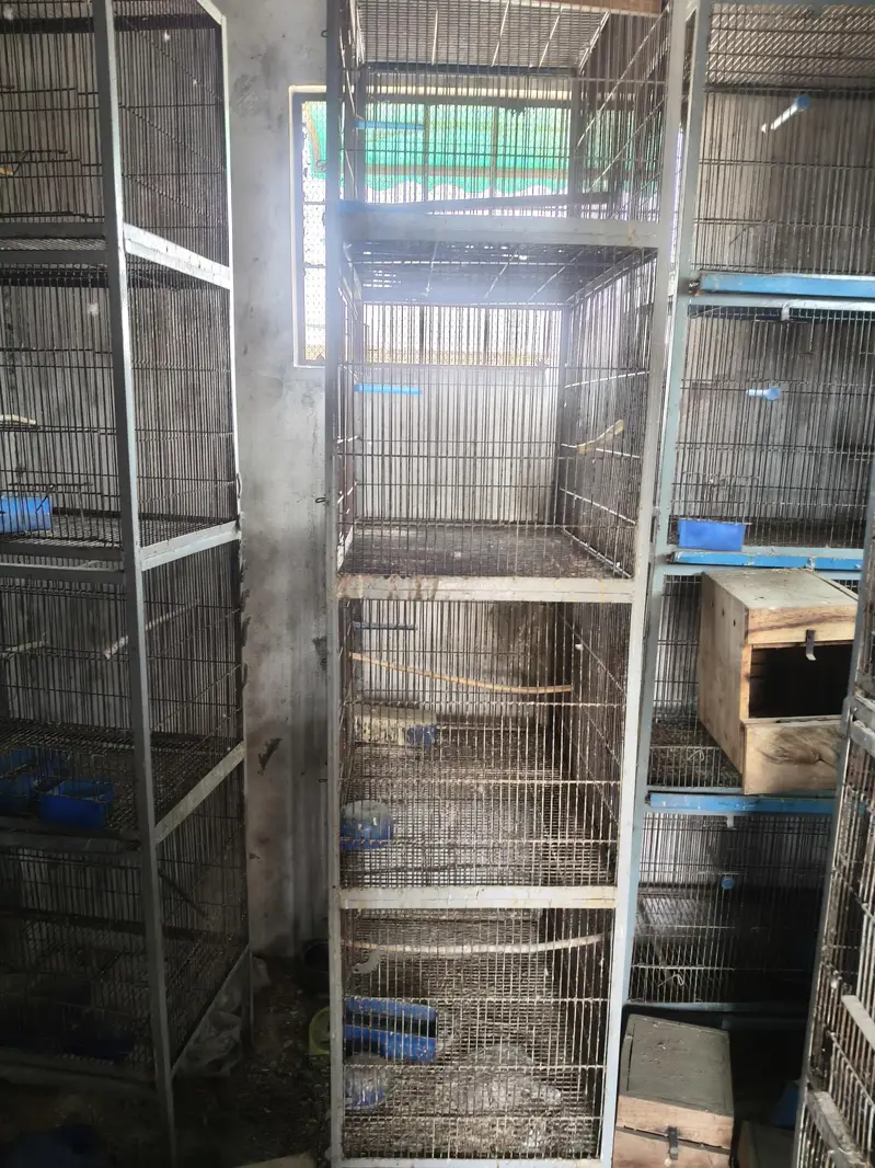 cocktail aur cages — photo 6