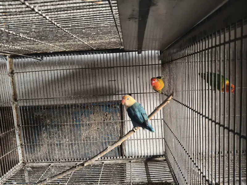 cocktail aur cages — photo 7