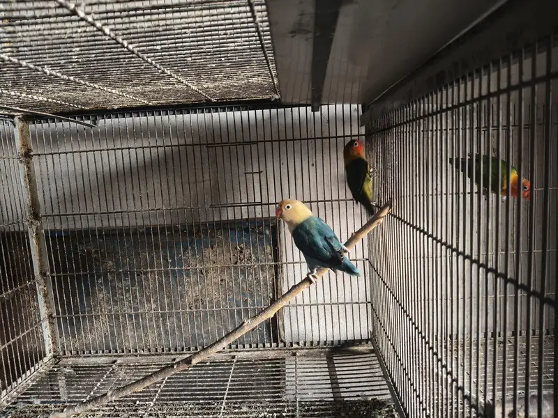 cocktail aur cages — photo 8