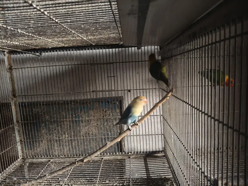 cocktail aur cages — photo 9